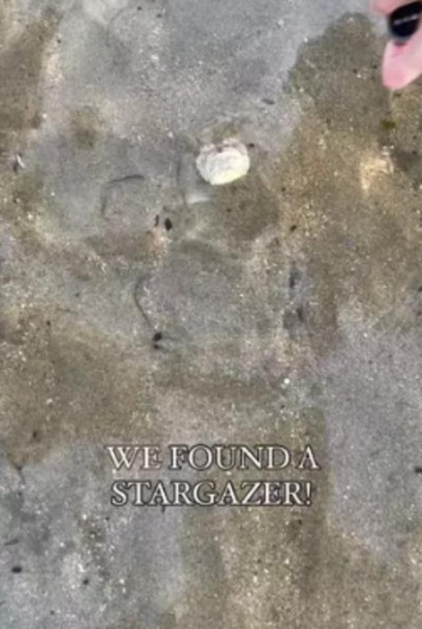 Foto - Gören cep telefonuna sarıldı! Sahilde bulunan balık bir bakana bir daha baktırdı... "Resmen kabus gibi"