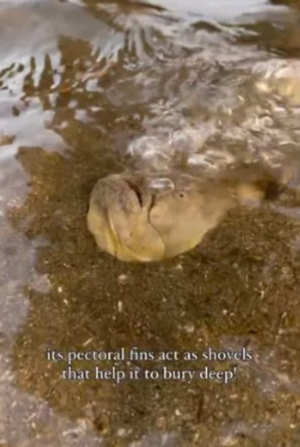 Foto - Gören cep telefonuna sarıldı! Sahilde bulunan balık bir bakana bir daha baktırdı... "Resmen kabus gibi"