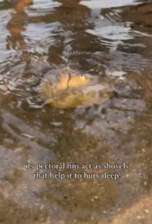 Foto - Gören cep telefonuna sarıldı! Sahilde bulunan balık bir bakana bir daha baktırdı... "Resmen kabus gibi"