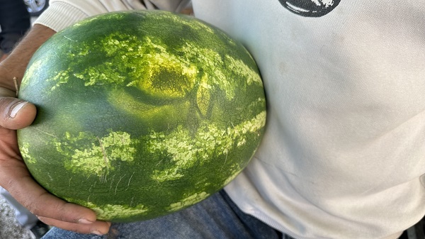 Foto - Gören dönüp tekrar bakıyor! Bakın karpuzun üzerinde ne yazıyor