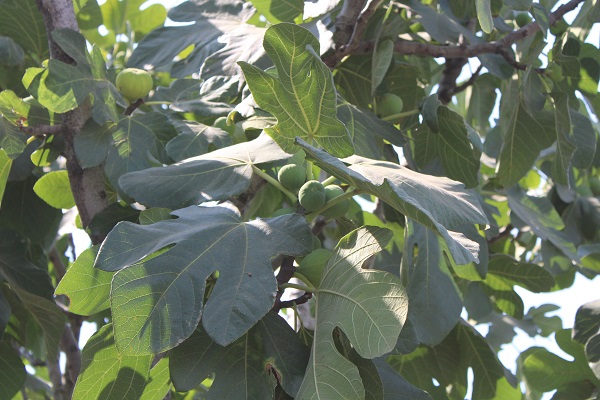 Foto - Gören dönüp tekrar baktı | Bahçesine öyle bir not astı ki! 