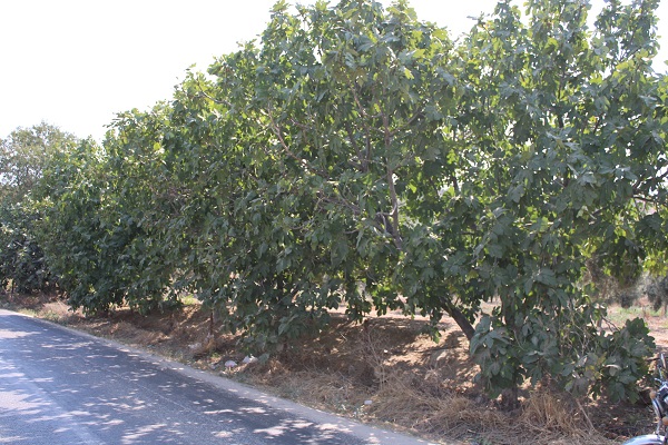 Foto - Gören dönüp tekrar baktı | Bahçesine öyle bir not astı ki! 