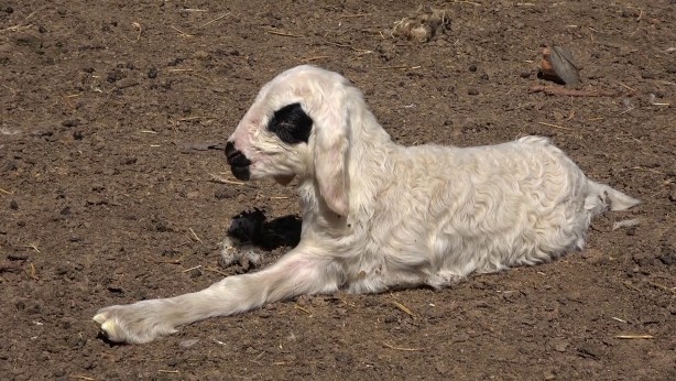 Foto - Gören herkesi şaşırtıyor! Bu kuzunun benzeri yok