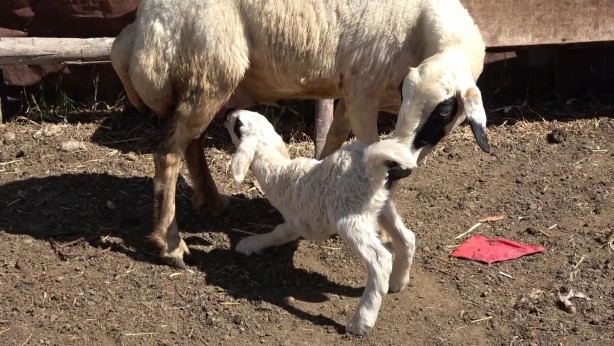 Foto - Gören herkesi şaşırtıyor! Bu kuzunun benzeri yok