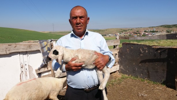 Foto - Gören herkesi şaşırtıyor! Bu kuzunun benzeri yok