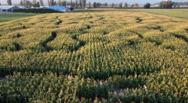 Foto - Gören şaşkına dönüyor! Labirent mısır tarlası