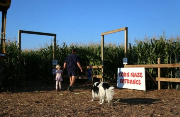 Foto - Gören şaşkına dönüyor! Labirent mısır tarlası