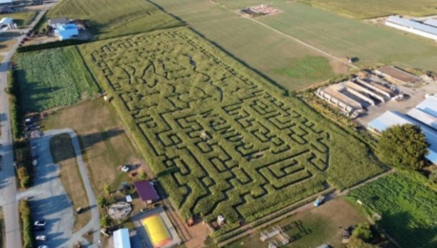 Foto - Gören şaşkına dönüyor! Labirent mısır tarlası