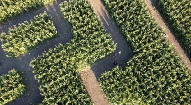 Foto - Gören şaşkına dönüyor! Labirent mısır tarlası