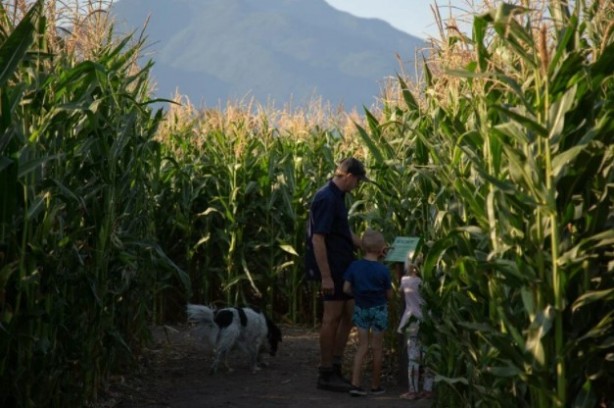 Foto - Gören şaşkına dönüyor! Labirent mısır tarlası