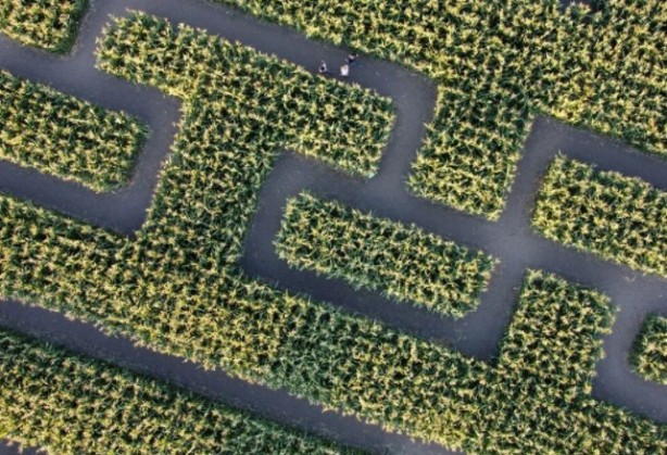 Foto - Gören şaşkına dönüyor! Labirent mısır tarlası