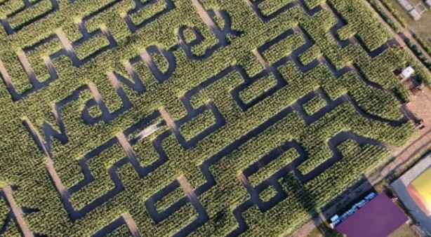 Gören şaşkına dönüyor! Labirent mısır tarlası