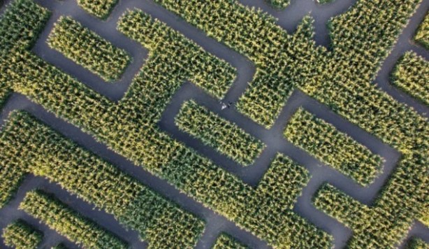 Foto - Gören şaşkına dönüyor! Labirent mısır tarlası