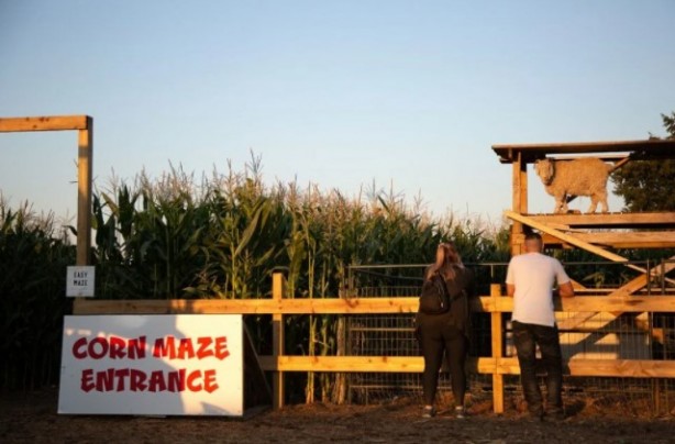 Foto - Gören şaşkına dönüyor! Labirent mısır tarlası