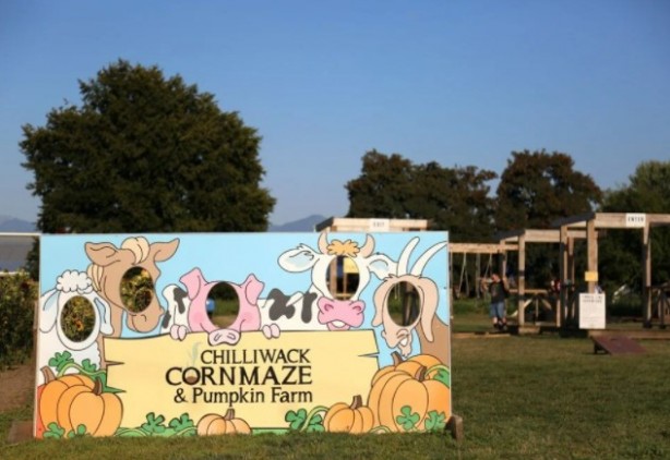 Foto - Gören şaşkına dönüyor! Labirent mısır tarlası