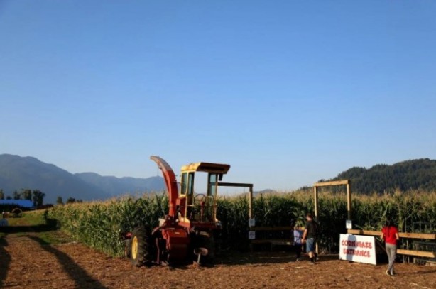 Foto - Gören şaşkına dönüyor! Labirent mısır tarlası
