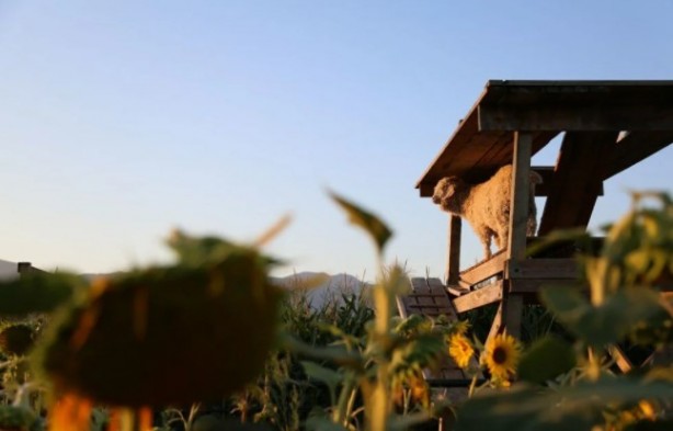 Foto - Gören şaşkına dönüyor! Labirent mısır tarlası