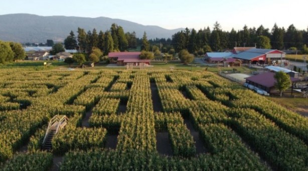 Foto - Gören şaşkına dönüyor! Labirent mısır tarlası