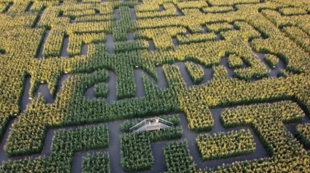 Foto - Gören şaşkına dönüyor! Labirent mısır tarlası