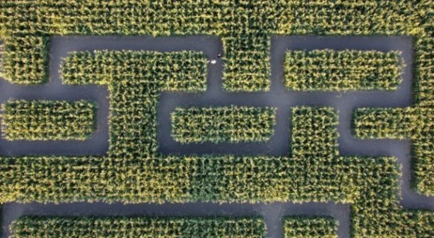 Foto - Gören şaşkına dönüyor! Labirent mısır tarlası