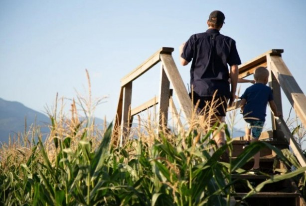 Foto - Gören şaşkına dönüyor! Labirent mısır tarlası