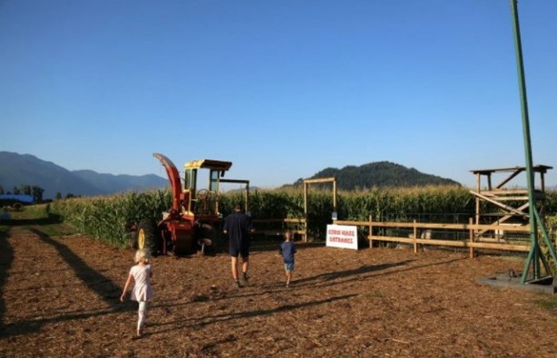 Foto - Gören şaşkına dönüyor! Labirent mısır tarlası