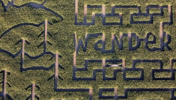 Foto - Gören şaşkına dönüyor! Labirent mısır tarlası