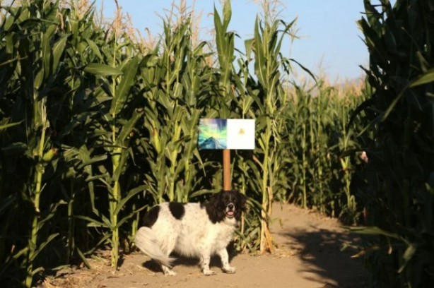 Foto - Gören şaşkına dönüyor! Labirent mısır tarlası