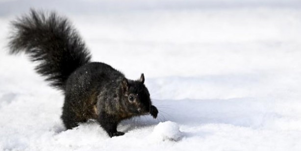 Foto - Gören şok oldu! Dünyanın en büyük Niagara şelaleleri dondu