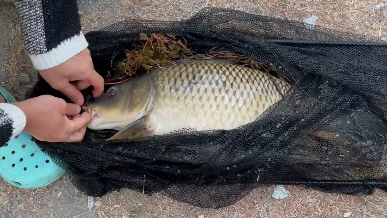 Foto - Görenler anlam vermekte zorlanıyor! Tutuyorlar, tartıyorlar, geri bırakıyorlar