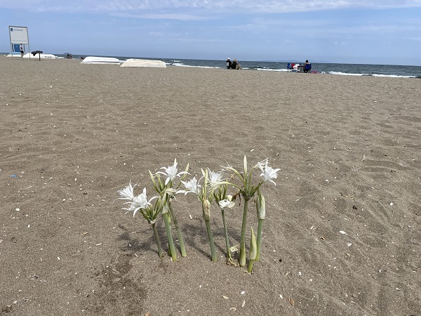 Foto - Görenler anlam vermeye çalıştı! Bakın kumsalı neden bu hale getirdiler!