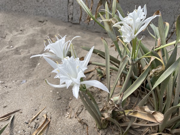 Foto - Görenler anlam vermeye çalıştı! Bakın kumsalı neden bu hale getirdiler!