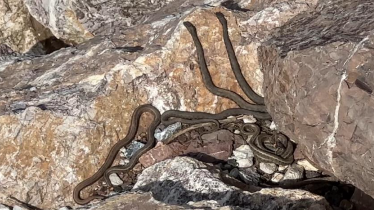 Görenler Brezilya sandı, ama... Bu görüntüler Hakkari'de çekildi