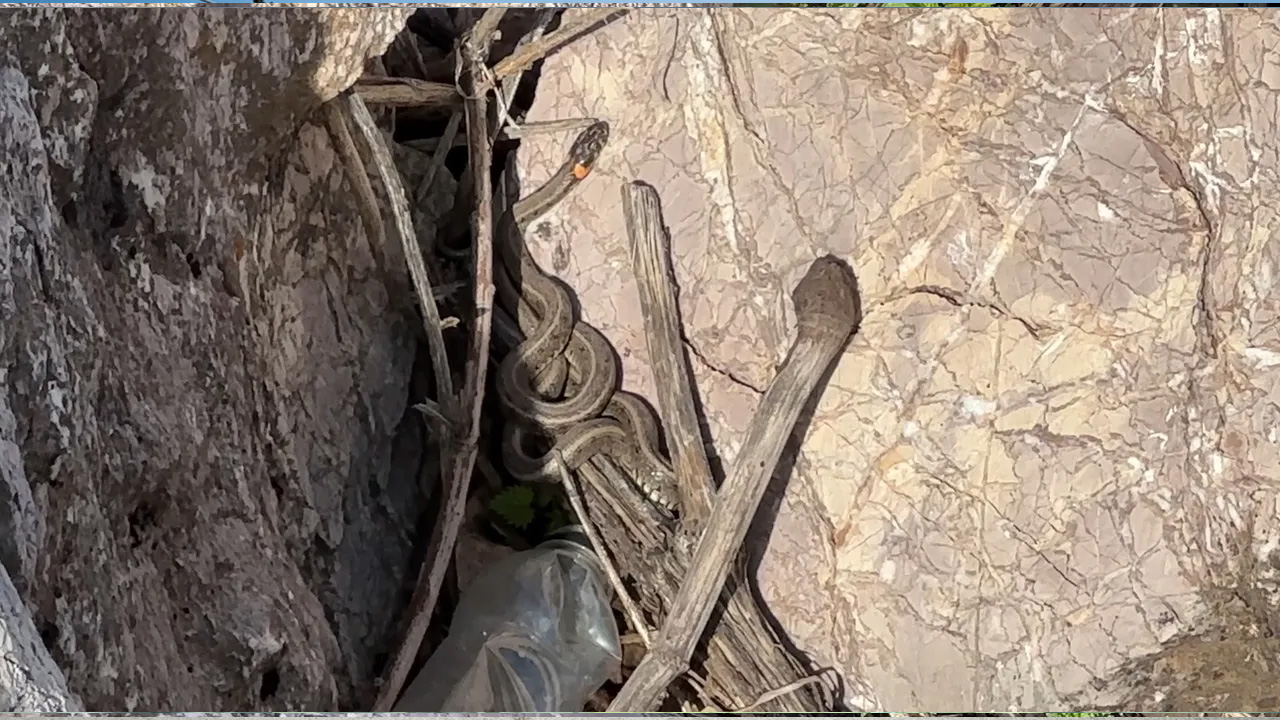 Görenler Brezilya 'Yılan Adası' zannediyor: İlk kez görenleri hayretler içerisinde bırakıyor