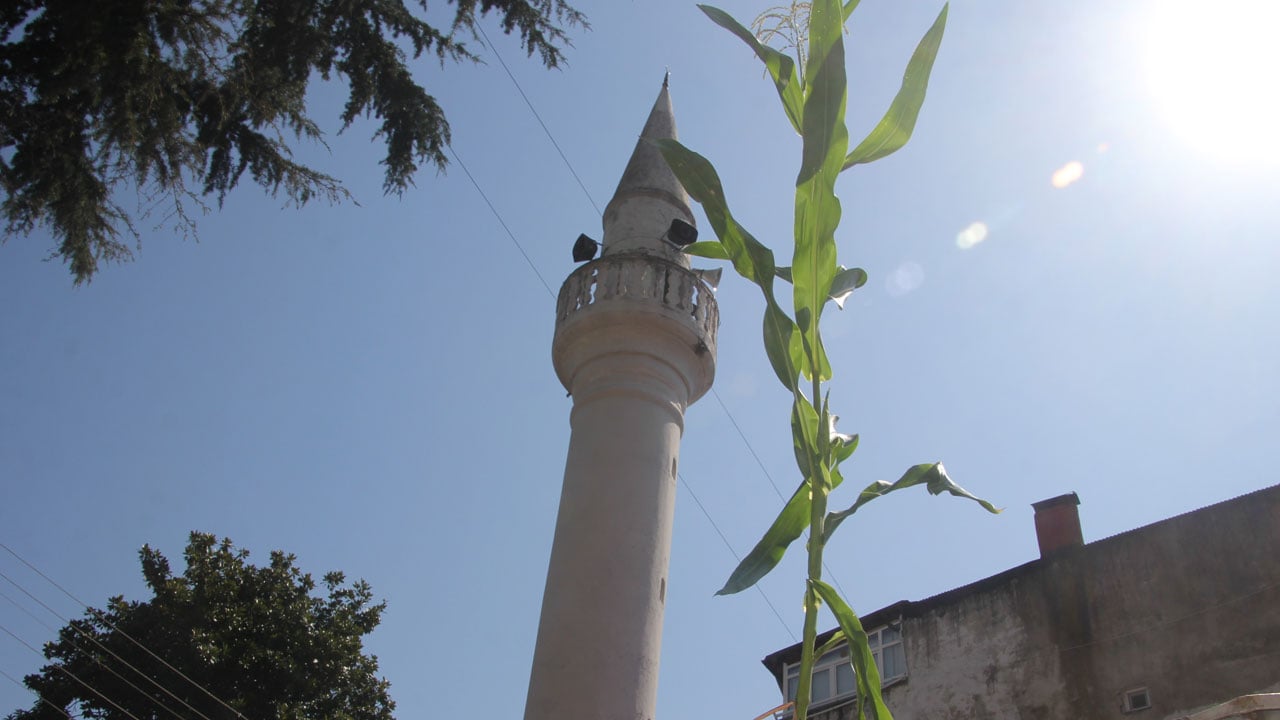 Görenler cami çatısından gözlerini alamıyor! Kargalar düşürdü filizlenip boy verdi