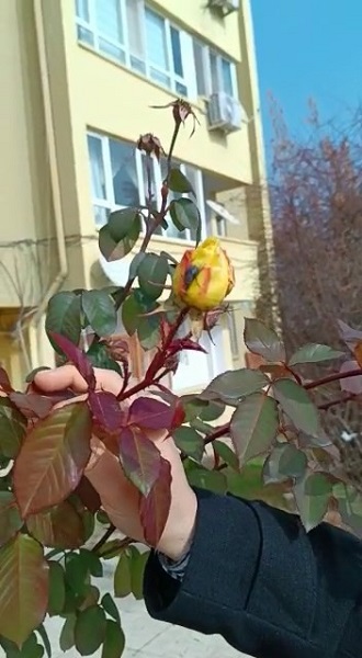 Foto - Görenler dönüp bir daha bakıyor! Ocak ayında güller açtı