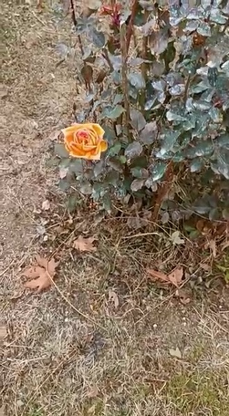 Foto - Görenler dönüp bir daha bakıyor! Ocak ayında güller açtı