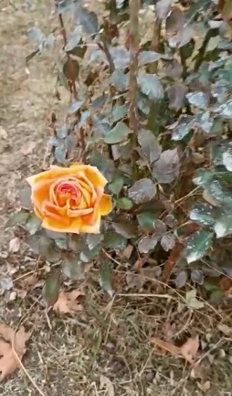 Foto - Görenler dönüp bir daha bakıyor! Ocak ayında güller açtı
