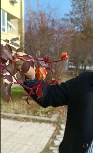 Foto - Görenler dönüp bir daha bakıyor! Ocak ayında güller açtı