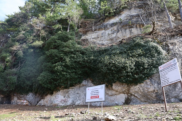Foto - Görenler dönüp tekrar bakıyor! 4 bin yıllık bitki akın akın turist çekiyor