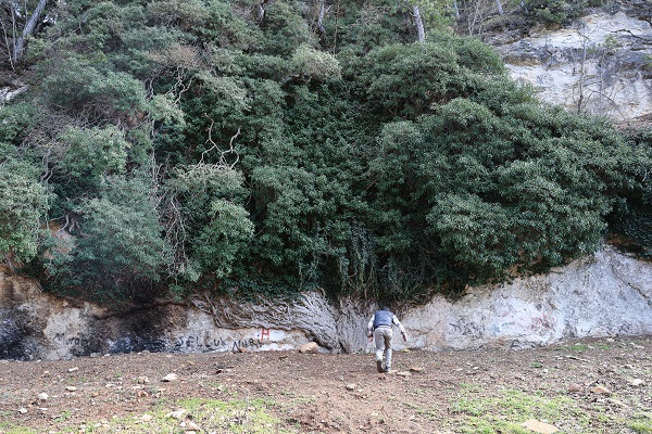 Foto - Görenler dönüp tekrar bakıyor! 4 bin yıllık bitki akın akın turist çekiyor