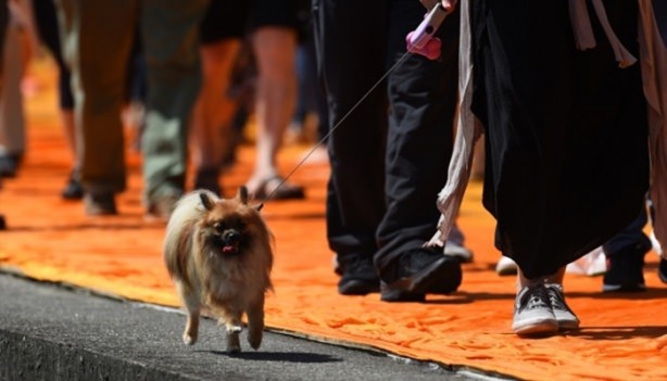 Foto - Görenler gözlerine inanamadı!