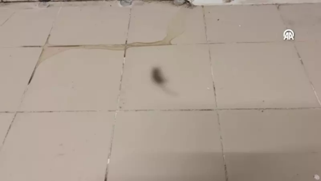Foto - Görenler, gözlerine inanamadı! CHP’li belediyenin halk ekmek fabrikasında fare skandalı