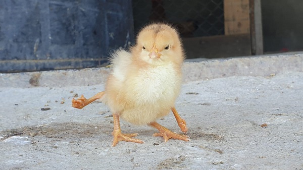 Görenler gözlerine inanamıyor