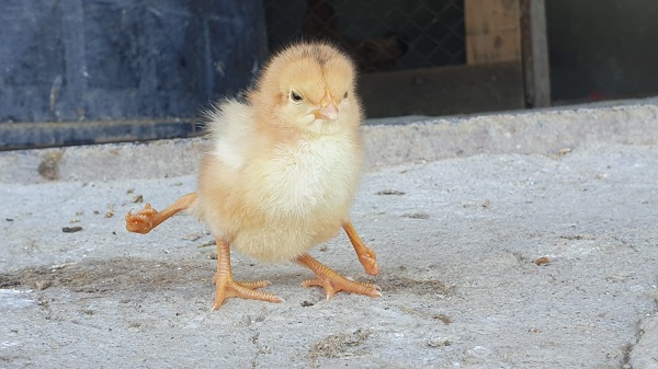 Foto - Görenler gözlerine inanamıyor