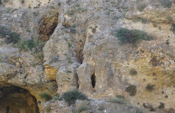 Foto - Görenler gözlerine inanamıyor! Adeta kolları bacakları var! 