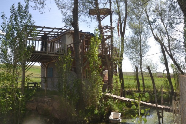 Foto - Görenler gözlerine inanamıyor, ağaçların dallarında meyve değil tabut var