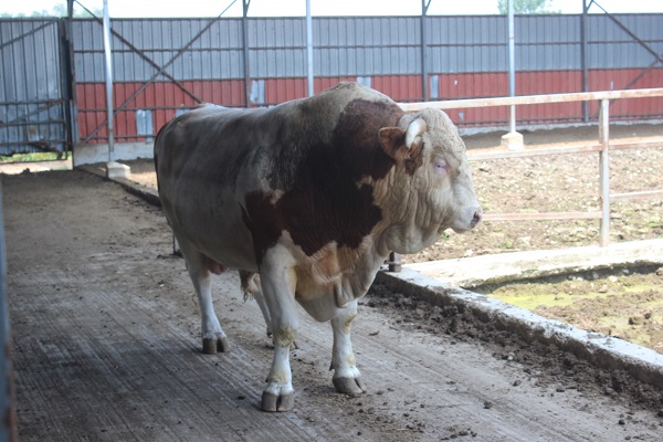 Foto - Görenler gözlerine inanamıyor! İkinci el araçtan daha pahalı