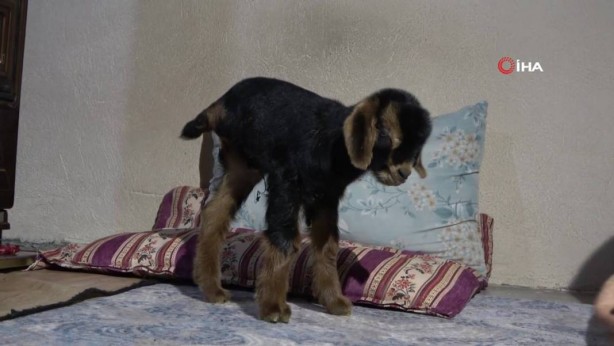 Foto - Görenler gözlerine inanamıyor: Tam 3 adet… Gerçekten çok sıra dışı bir şey