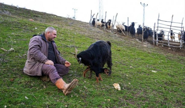 Foto - Görenler gözlerine inanamıyor: Tam 3 adet… Gerçekten çok sıra dışı bir şey